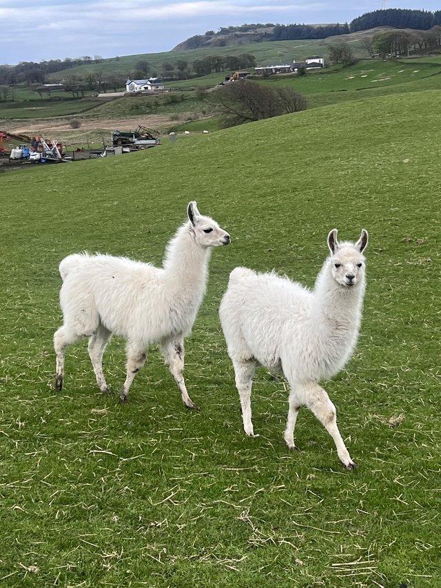 Preview of the first image of Two 9 months old llamas.