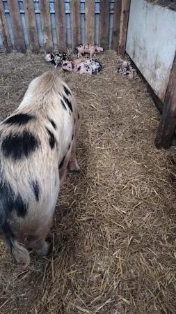 Image 2 of Oxford Sandy and Black X Gloucester Old Spot Sow