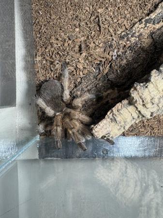 Image 7 of Adult Tarantula (complete w/ full habitat & tank!)