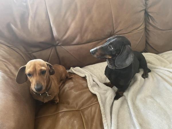 Image 1 of Mini or small standard dachshund wanted