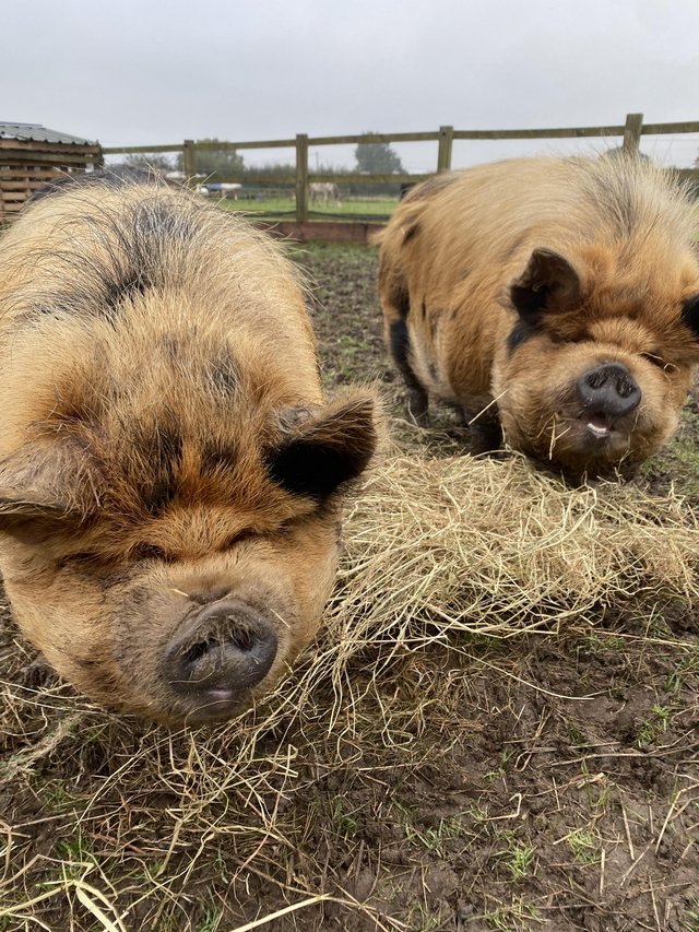 Preview of the first image of Kune kune brothers for sale.