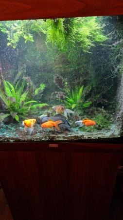 Image 2 of Jewel 120 fish tank and 5 fantail goldfish