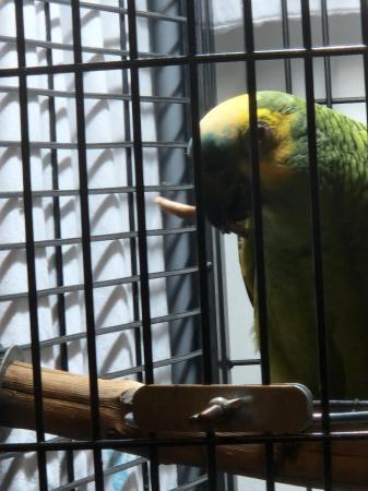 Image 5 of Blue front Amazon male parrot for sale