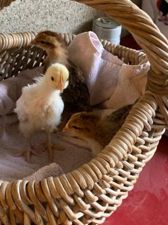 Image 3 of Week old chicks- various breeds