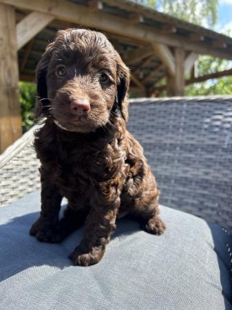 Image 7 of Outstanding Cockapoo Puppies  READY NOW