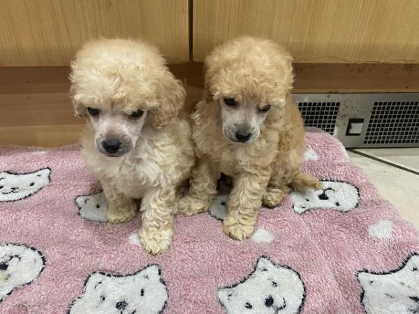 Image 1 of READY NOW Toy Poodle puppies (DNA Health tested parents)