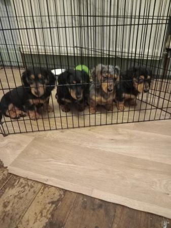 Image 21 of Long haired miniture dachshund pups.