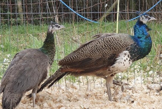 Image 4 of Peacocks, Peafowl, Peahens for sale