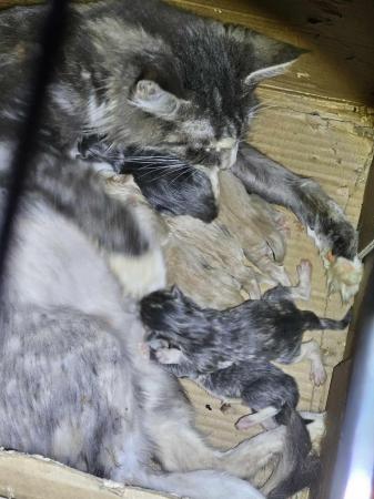Image 7 of 9 week old maincoon kittens