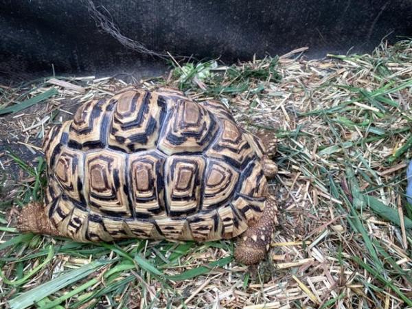 Image 3 of Leopard Tortoises 5 year olds.