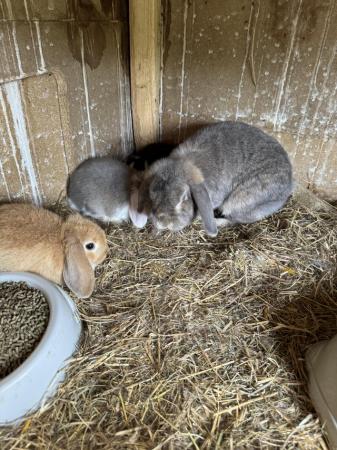 Image 6 of Mini lop babies ready to leave