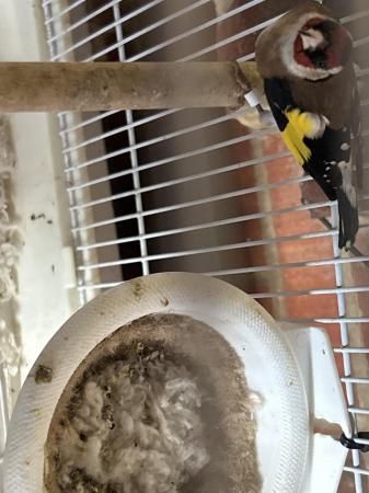 Image 1 of Pair of goldfinches………..