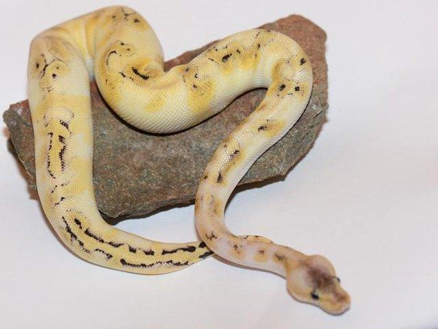 Preview of the first image of NEW...ROYAL PYTHON MORPHS & OTHER SNAKES NOW IN STOCK.