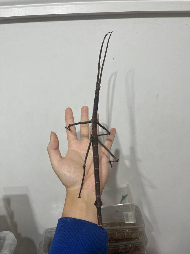 Preview of the first image of Giant stick insects (Tirachoidea jianfenglingensis) nymphs.