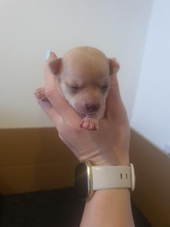Image 3 of Beautiful smooth coat chihuahua puppies for sale