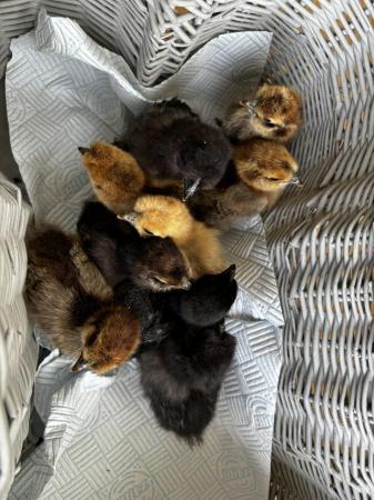 Image 3 of Silkie chicks for sale - 7 and 4 weeks old broods.