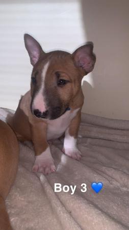 Image 6 of Miniature Bull Terrier Puppies