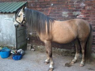 Image 2 of New Home For A Beautiful 13'2 hh Pony