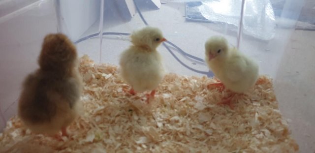 Image 3 of Day Old & Older Chicks for Sale!
