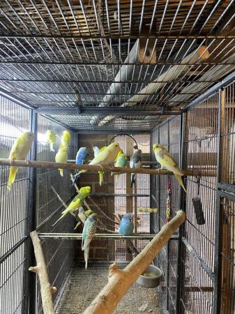 Image 3 of Baby and young Budgies for Sale