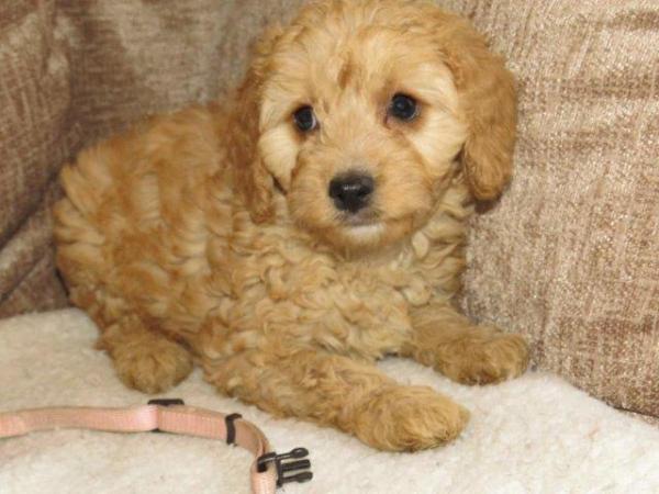 Image 28 of RED KC REG TOY POODLE FOR STUD ONLY! HEALTH TESTED