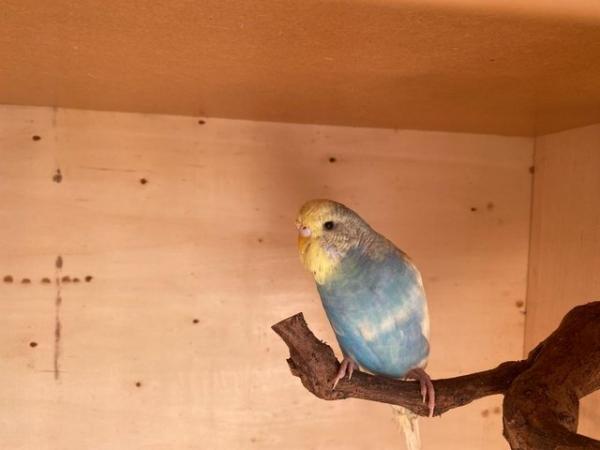 Image 5 of Quality baby budgies, this years stock ready for sale - Sold