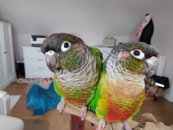 Image 13 of Green Cheek Conures Max & Rosie
