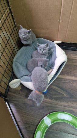 Image 1 of Gccf registered pure british shorthair ready 19th January