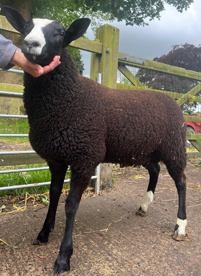 Preview of the first image of Correct registered zwartble ram lamb.