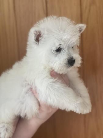Image 9 of Ready NOW West highland white terrier KC reg