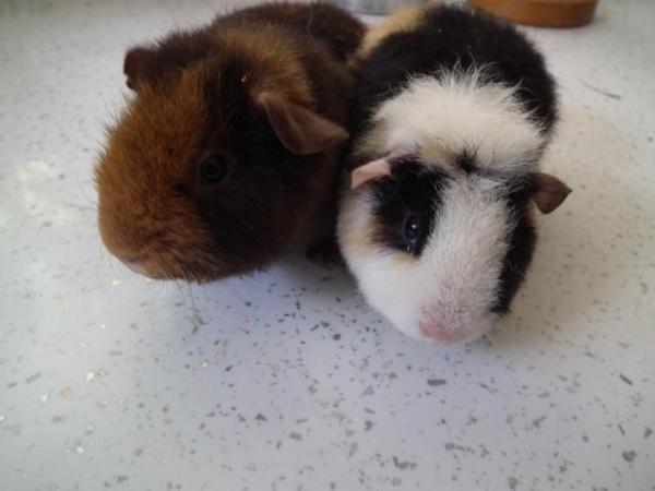 Image 2 of Guinea Pigs(ON HOLD)Teddies By Name.Teddies By Nature.