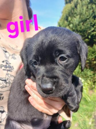 Image 4 of Beautiful chunky KC registered labrador puppies
