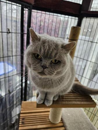 Image 3 of British Shorthair -Lilac Queen for sale