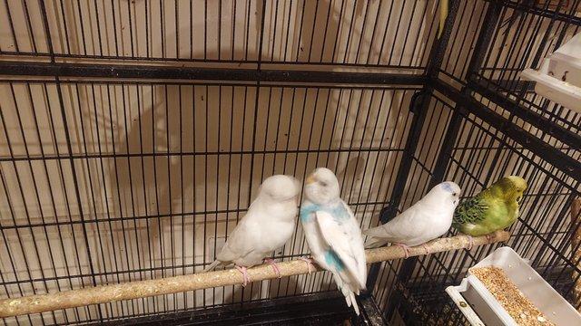 Image 4 of mixed budgies for salemales and females