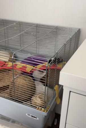 Image 2 of 3 Beautiful Female Mice For Sale
