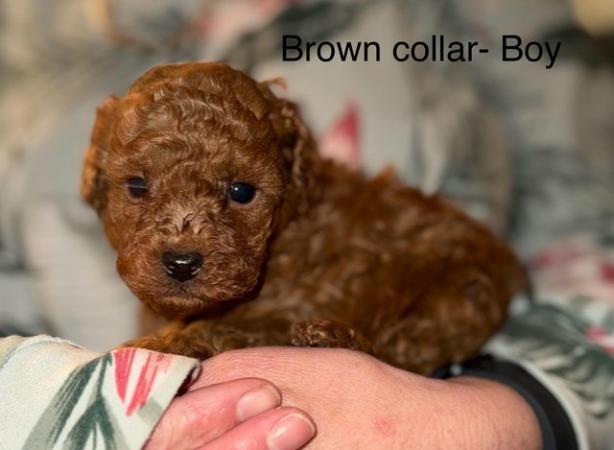 Image 4 of ! Red/apricot toy poodle puppies,adorable! !