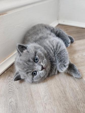 Image 5 of Pure British Short Hair Kittens