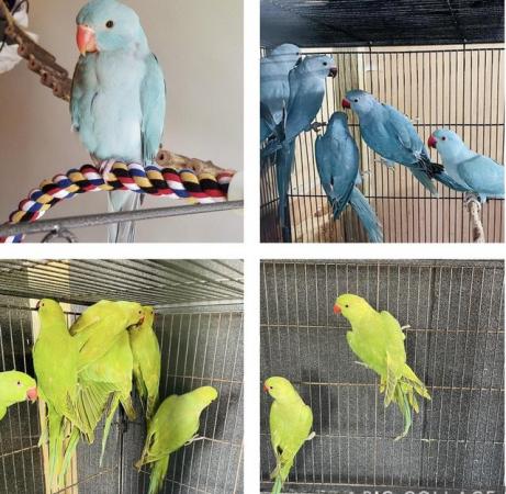Image 5 of Indian ringneck talking parrots