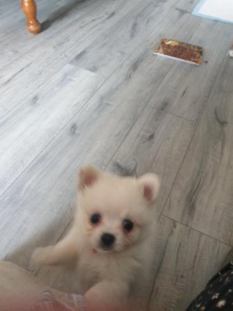 Image 3 of Beautiful pomchi puppies for sale ready for there forever ho