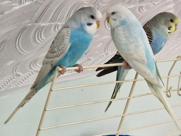 Image 3 of Baby budgies hand raised by us