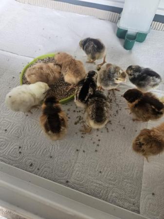 Image 2 of Barnevelder Chicks and other breeds available