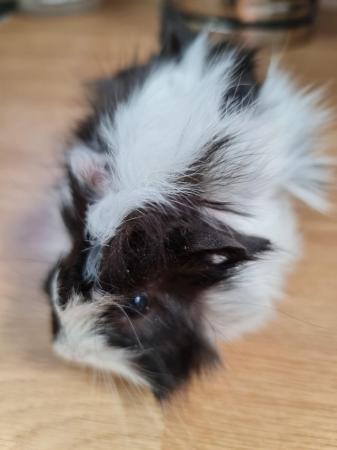 Image 5 of Male Guinea pig for sale