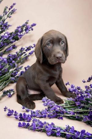 Image 9 of Kc reg chocolate & Andrex health checked Labrador puppies