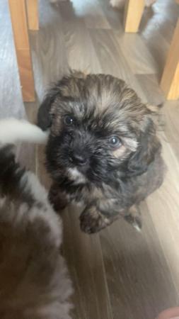 Image 7 of 2 beautiful male shih tzu left £500 ready now 9 week old
