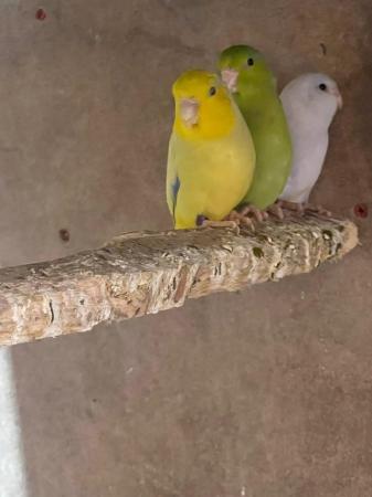Image 1 of Parrotlets for sale in different colors