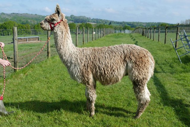 Image 1 of Group of Stunning Suri Breeding Males for sale