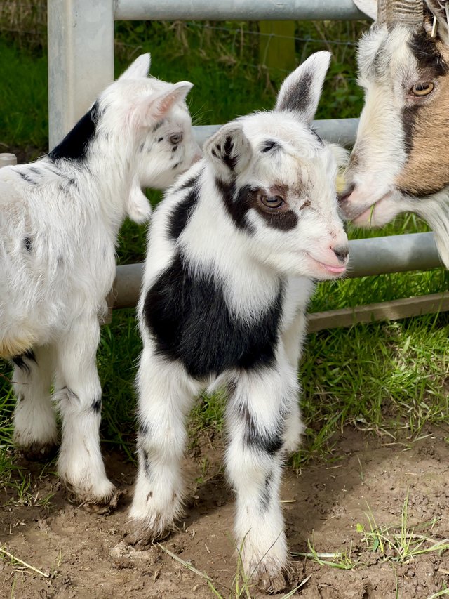 Preview of the first image of Registered Male Dwarf Dairy Goat Kids like Nigerian Dwarf.