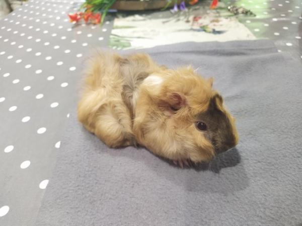 Image 10 of Rare male baby sheba guinea pig long haired