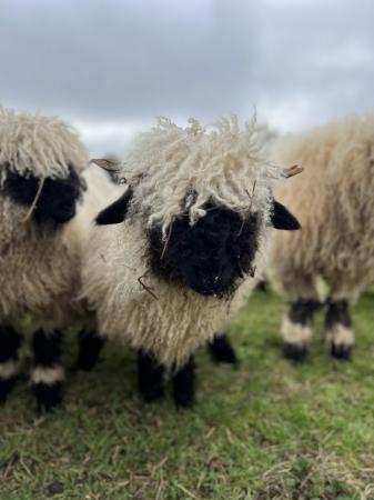 Image 2 of Swiss Valais Blacknose ewe lamb