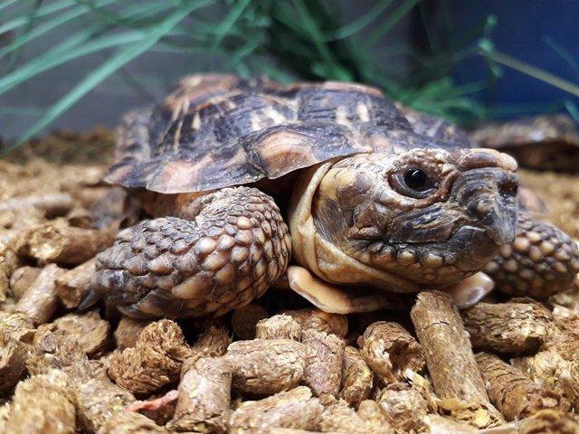 Preview of the first image of Pancake Tortoise at animaltastic.